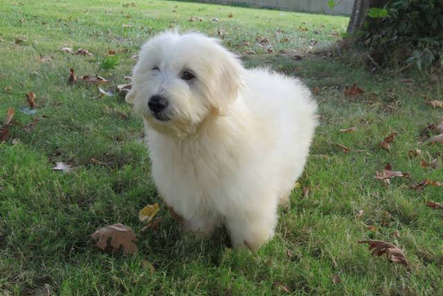 Coton du Tulear