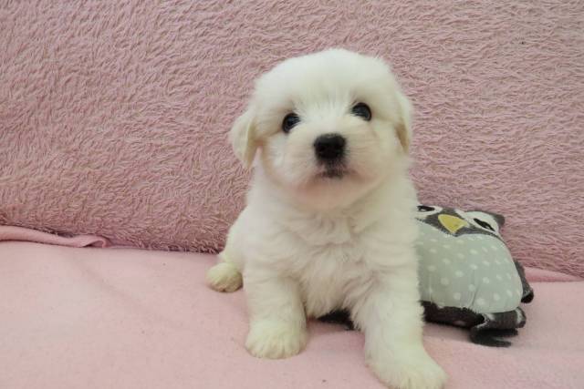 Coton de Tulear