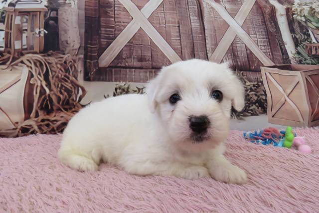 Coton de Tulear