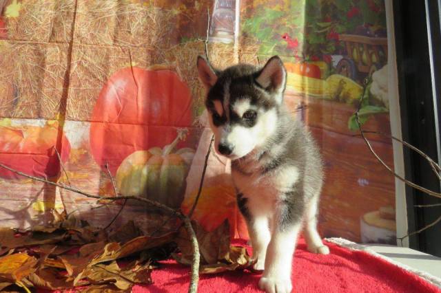 Husky De Sibrie