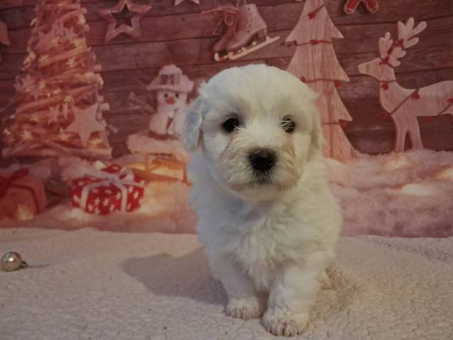 Coton de Tulear