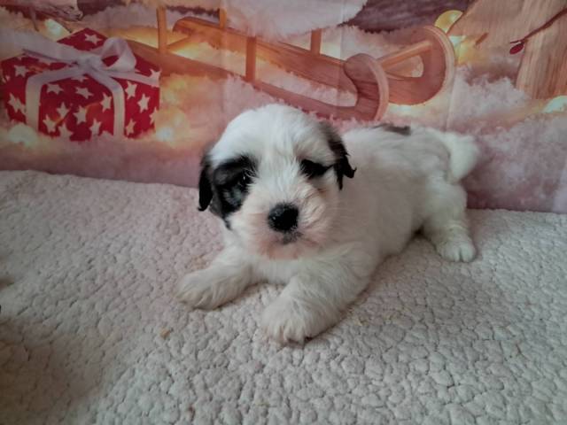 Coton de Tulear