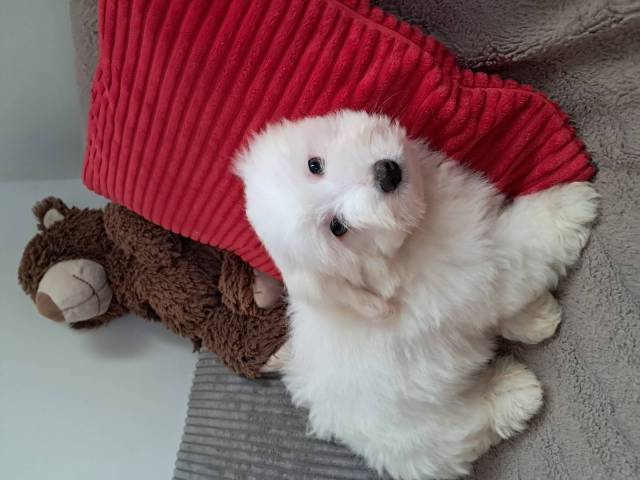 Coton du Tulear