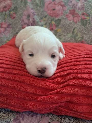 Coton de Tulear