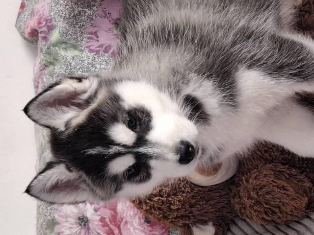 Husky De Sibrie