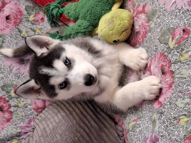 Husky De Sibrie