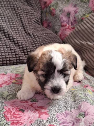 Coton du Tulear